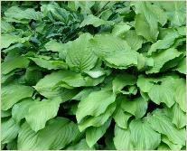 Hosta 'Honneybells'