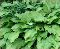 Hosta 'Honneybells'