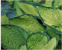 Hosta 'Inniswood'