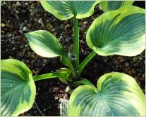 Hosta 'Knock Out'