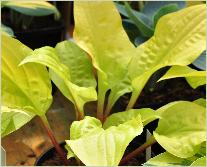 Hosta 'Lemon'