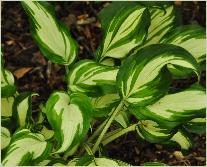 Hosta Mascerada'  closeup