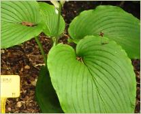 Hosta 'Mikado'