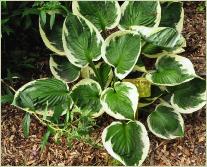 Hosta 'Minute man'