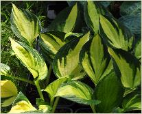 Hosta 'Morning Light'