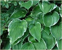 Hosta Norht Hills 'vn