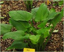 Hosta 'Old Faithfull'