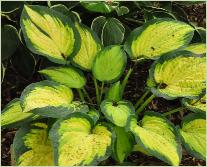 Hosta 'Orange Marmalade'