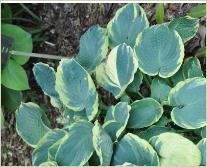 Hosta 'Pizzazz' VN