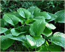 Hosta plantaginea 'Grandiflora' vnn