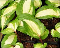 Hosta 'Raspberry Sundae'