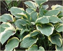 Hosta 'Regal Splendour'