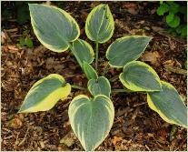 Hosta 'Robert Frost' 