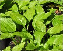 Hosta 'Royal Standard' volle zon