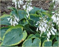 Hosta sieboldiana 'Frances Williams' 2