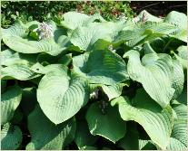 Hosta sieboldiana 'Grey Beauty' 1