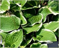 Hosta 'Silver Crown' 2