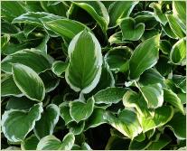 Hosta 'So Sweet'