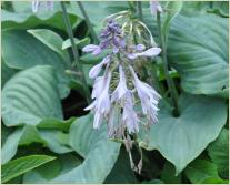 Hosta 'Special Gift' detail