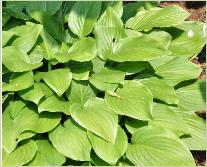 Hosta 'Sweet Susan'