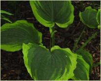 Hosta 'Takudama'