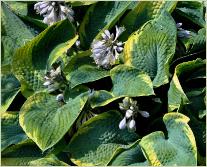 Hosta tokudama f. flavocircinalis 2