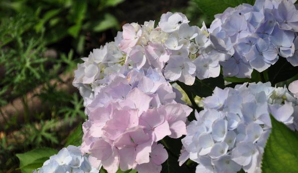 Hydrangea macrophylla' Alaska'  kleurt heerlijk in de zuiverste pasteltinten.