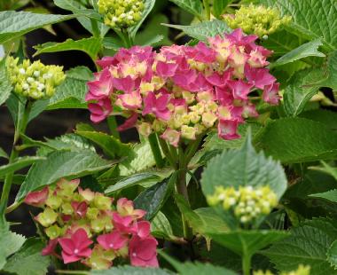 Hydrangea-Alpengluhen-jongebloem