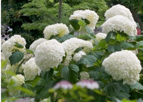 Hydrangea-arborescens-Incrediball-syn-Strong-Annabelle