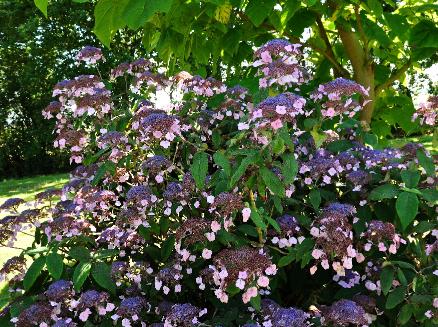 Hydrangea-aspera-Anthony-Bullivant-globalview picture