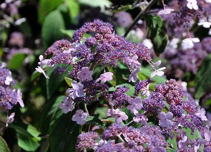 Hydrangea aspera x villosa 'Spinners' foto midden augustus 2011