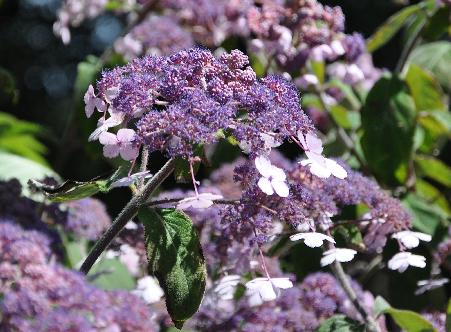 Hydrangea-aspera-'Spinners'-closeup foto van de bloem, augustus 2011