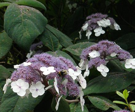 Hydrangea-aspera-macrophylladdon