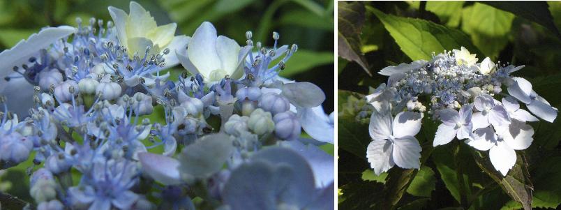 Hydrangea 'Blue Deckle' spectaculaire opening bloem in voorjaar