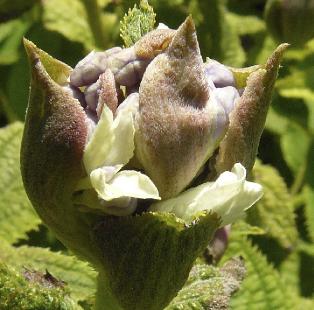 Hydrangea-involucrata-opening-bloemknop