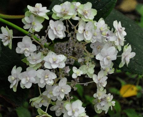 Hydrangea involucrata 'Yaraku Tama 'Sugimoto'