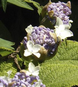 Hydrangea-involucrata-opening-bloemknoppen-nice