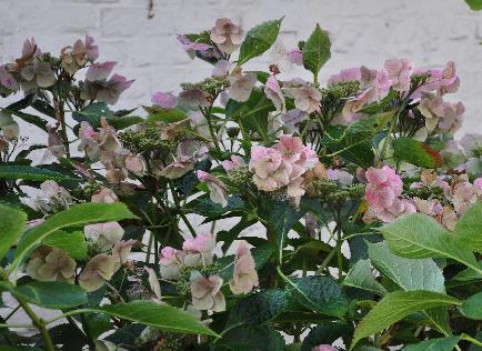 Hydrangea-macrophylla-Anneke-Sterken-Herfstkleuren-16november-2010