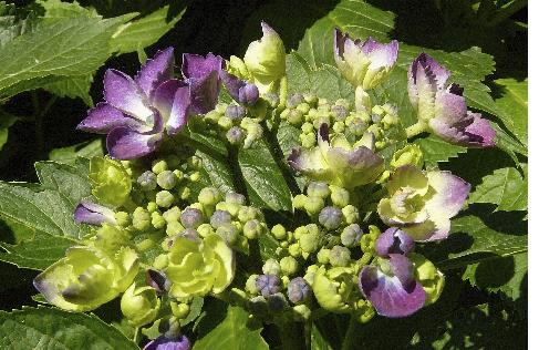 Hydrangea-macrophylla-AnnekeSterken