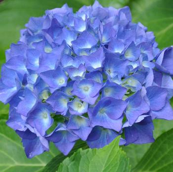 Hydrangea-macrophylla-Holehirdpurple-beginning-of-july