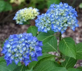 Hydrangea-macrophylla-holehird-purple-jonge-bloem-2