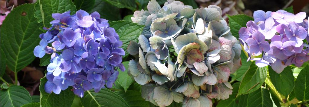 Hydrangea-macrophylla-Ursula-3-bloeifases-foto-eind-september