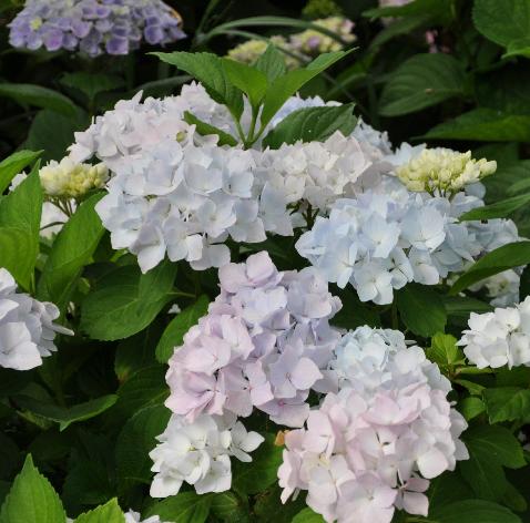 Hydrangea-macrophylla-Alaska-picture-in-border-JanSterken