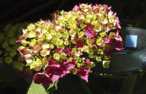 Hydrangea-macrophylla-closeup-schone-bautznerin-foto-jonge-bloemen