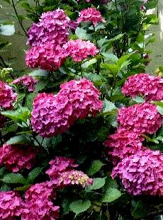 Hydrangea-macrophylla-closeup-schone-bautznerin-picture-augustus