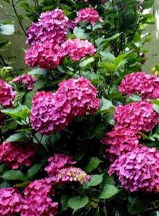 Hydrangea-macrophylla-closeup-schone-bautznerin-picture-augustus