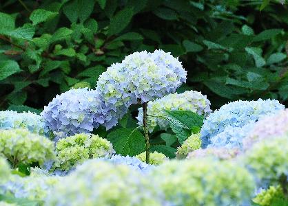 Hydrangea-macrophylla-Blauwe-Donau-CompositieinBlauwindehortensiaborderopdekwekerij