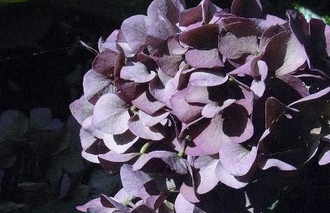 Hydrangea-macrophylla-closeup-schone-bautznerin-picture-end-of-october-fall-colours