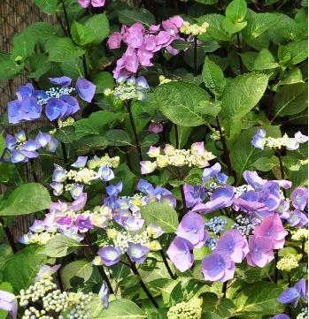 Hydrangea-macrophylla-Zorro-global-view