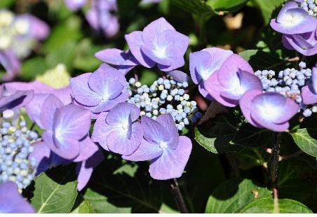 hydrangea_macrophylla_zorro_juli-closeup